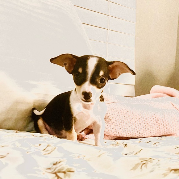 Meet your Posher, Tam - Picture 6 of 6